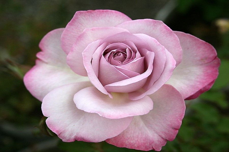 گل رز گراندیفلورا