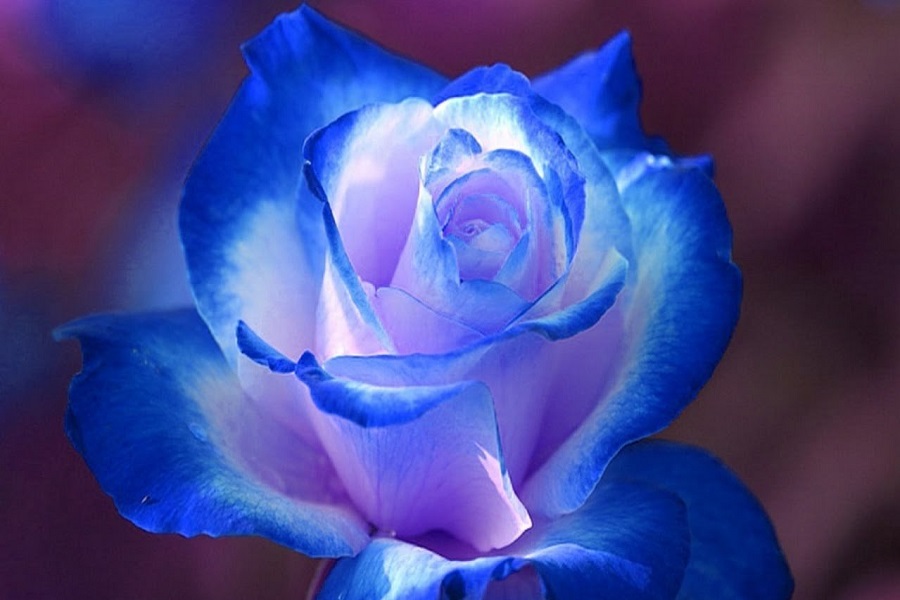 گل رز آبی نشانه چیست