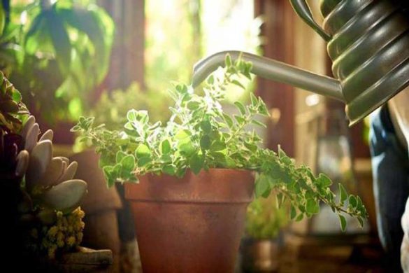 نگهداری گیاهان آپارتمانی