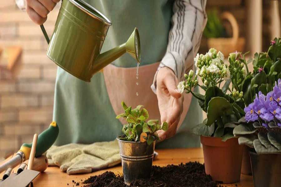 چگونه از گیاهان آپارتمانی مراقبت کنیم