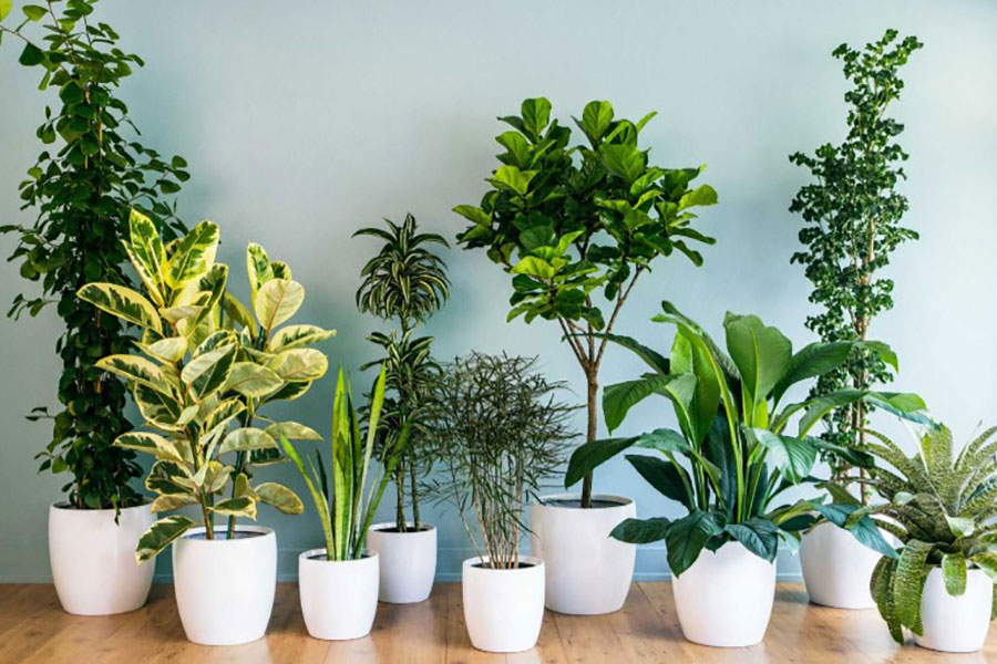 گیاهان آپارتمانی مقاوم به نور کم