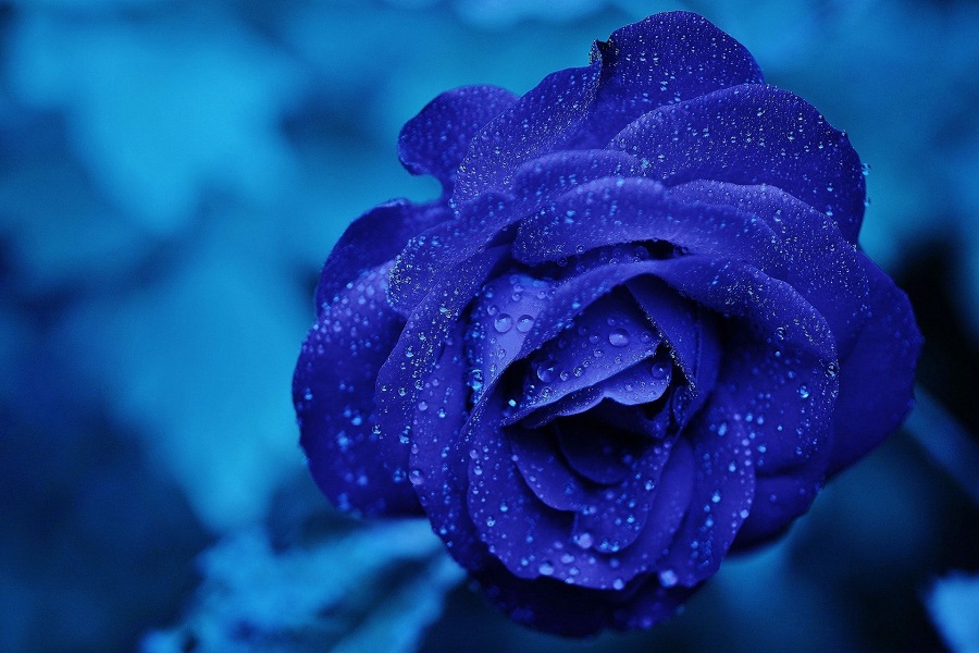 نماد گل رز آبی