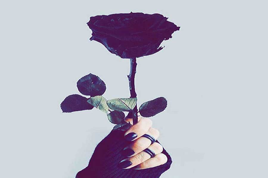 معنی گل رز سیاه