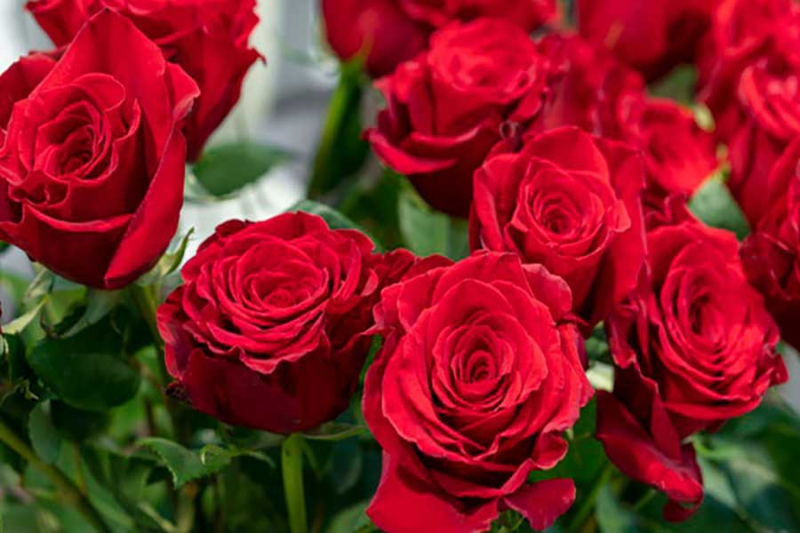 قیمت گل رز قرمز ایرانی