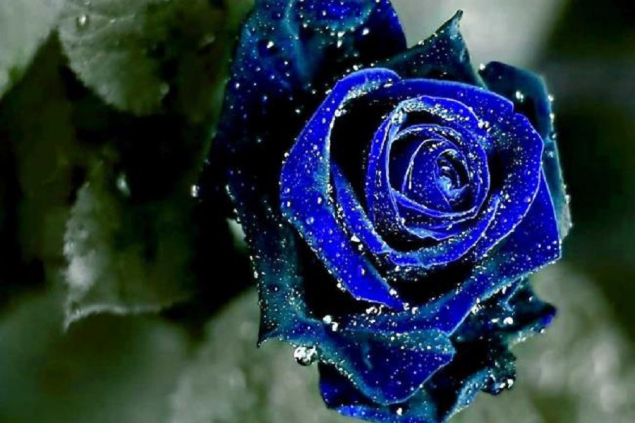 معنی گل رز آبی