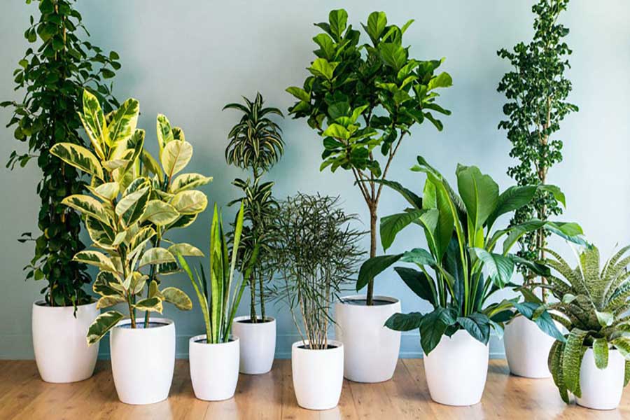 کامل ترین لیست معرفی انواع گیاهان آپارتمانی