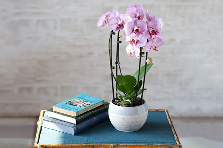 رازهای مراقبت و نگهداری از گل ارکیده (Orchid)